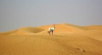 Spend a Day at Dubai Desert Conservation Reserve