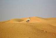 Spend a Day at Dubai Desert Conservation Reserve